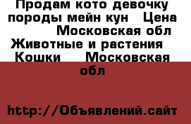 Продам кото-девочку породы мейн-кун › Цена ­ 8 000 - Московская обл. Животные и растения » Кошки   . Московская обл.